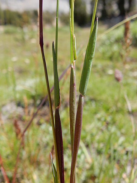 File:Phleum alpinum - alpine timothy - Flickr - Matt Lavin.jpg