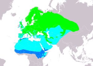 Common Redstart