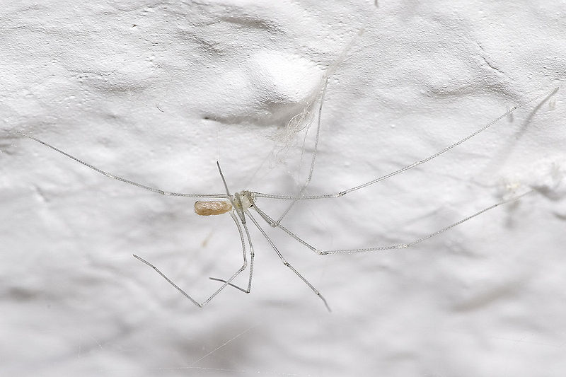 File:Pholcus.phalangioides.6904.jpg