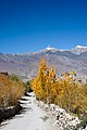 * Nomination Photang - Padum road, birch trees and shrubs in autumn colours. Zanskar, Ladakh, India --Tagooty 00:40, 28 November 2022 (UTC) * Promotion  Support Good quality -- Johann Jaritz 03:15, 28 November 2022 (UTC)