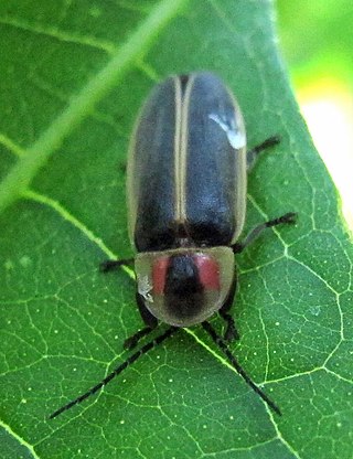 <i>Photinus sabulosus</i> Species of beetle