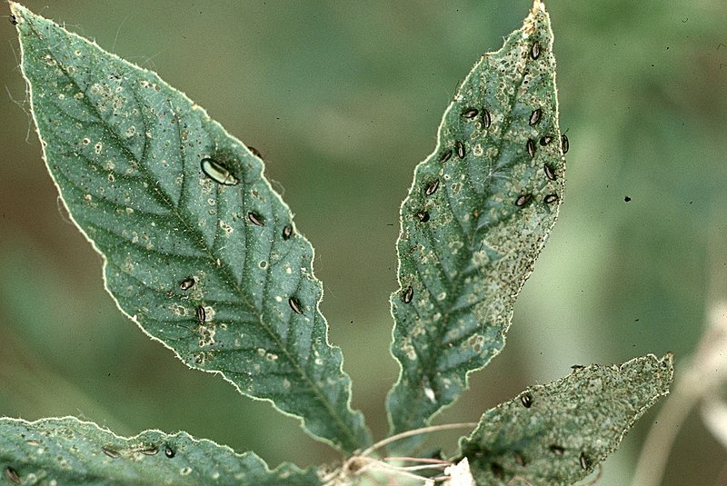 File:Phyllotreta cruciferae (07).jpg