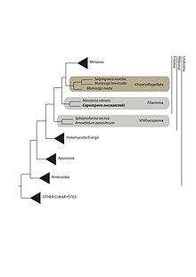 Figure 1: Capsaspora's phylogenetic tree Phylogenetic tree.jpg