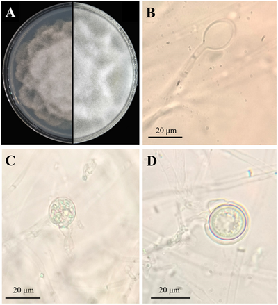 Phytophthora cinnamomi