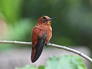 Gullkolibri, hannfugl