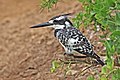 * Nomination Pied kingfisher (Ceryle rudis rudis) male, Uganda --Charlesjsharp 15:05, 7 January 2017 (UTC) * Promotion Good quality. --Basotxerri 15:57, 7 January 2017 (UTC)