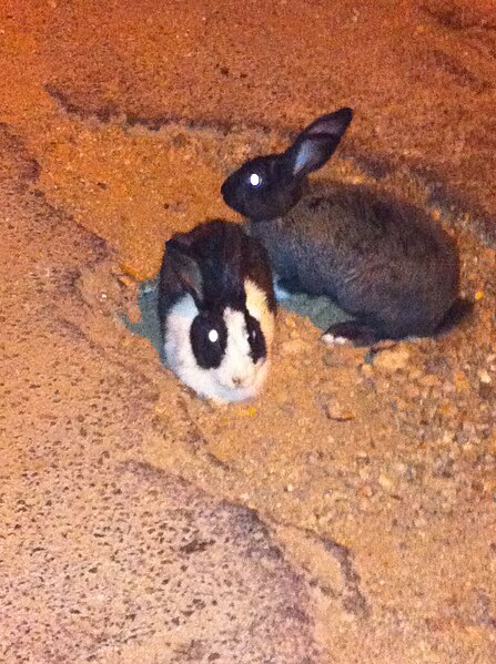 File:PikiWiki Israel 29614 Wild rabbits.jpg