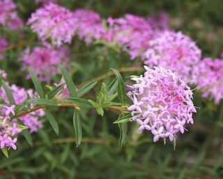 <i>Pimelea rosea</i> Species of shrub