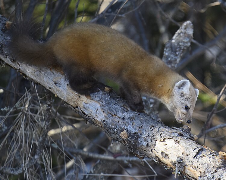 File:Pine marten admiral road feeders 2.19.24 DSC 7221-topaz-denoiseraw-sharpen.jpg