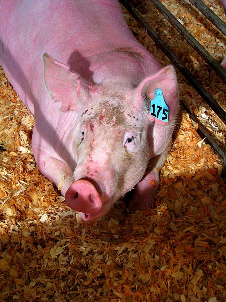 File:Pink Hog (2788808480).jpg