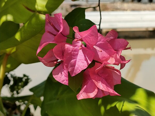 Image: Pink paperflowers (Bougainvillea glabra)