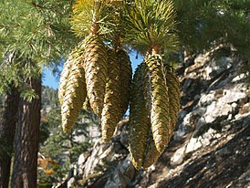 Pinus lambertiana cones Cucamonga Peak.jpg