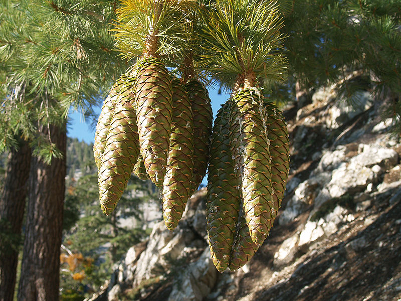 File:Pinus lambertiana cones Cucamonga Peak.jpg