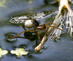 Pirata sp.  (Female with cocoon)