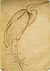 Pisanello - Codice Vallardi 2450.jpg