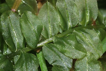 Het mos rond boogsterrenmos (Plagiomnium affine), stengeltje met blaadjes.