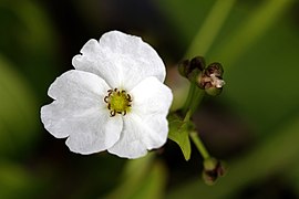 Plant of Thailand