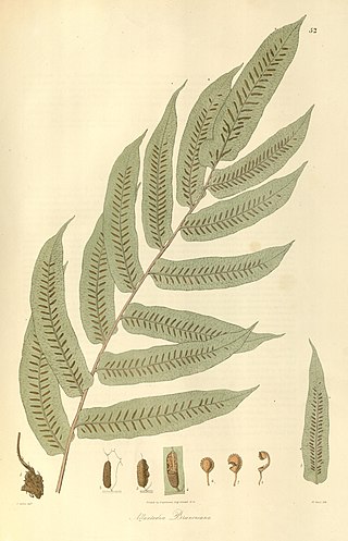 <i>Diplaziopsis</i> Genus of ferns