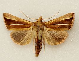 Plusia venusta