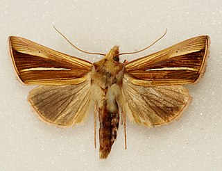 <i>Plusia venusta</i> Species of moth