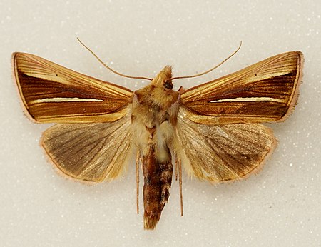 Plusia_venusta