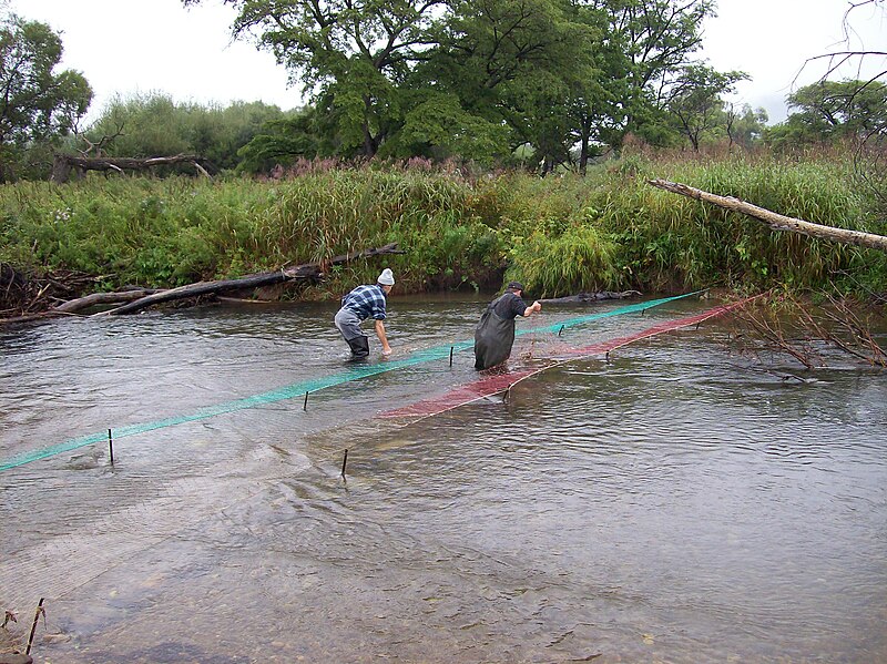 File:Poaching of a salmon at the Far East river.JPG