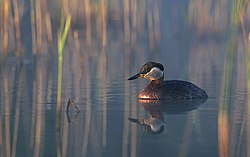 Podiceps griseigena 2 (Marek Szczepanek).jpg