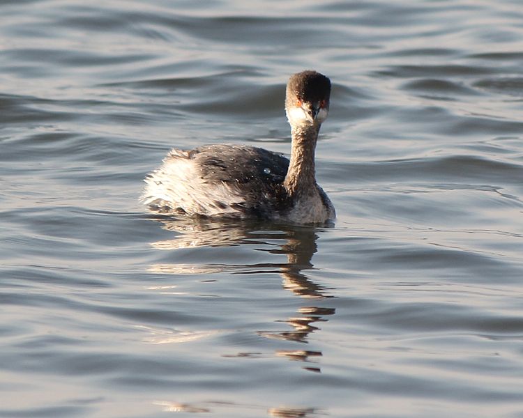 File:Podiceps nigricollis s4.JPG