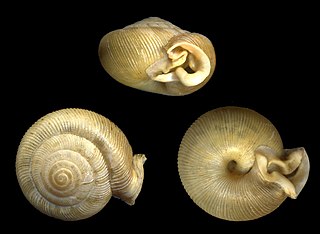 <i>Daedalochila uvulifera</i> Species of gastropod