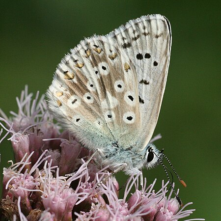 Polyommatus coridon male Lehrensteinsfeld 20080802 3.jpg