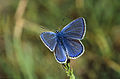 Polyommatus icarus