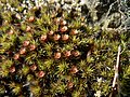 Polytrichum piliferum