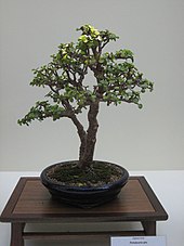 Portulacaria afra 2.jpg