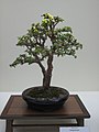 Een spekboom die als bonsai gesnoeid is.