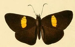 <i>Potamanaxas flavofasciata</i> Species of butterfly