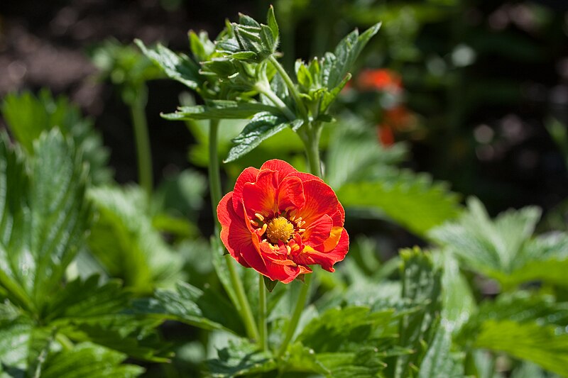 File:Potentilla 'William Rollison'-2549.jpg