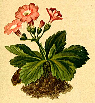 <i>Primula daonensis</i> Species of flowering plant