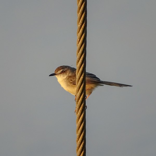 File:Prinia inornata, plain prinia 2.jpg