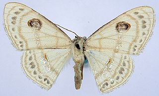 <i>Problepsis apollinaria</i> Species of moth
