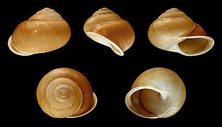 Promonturconchum superbum, Shell