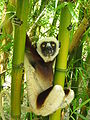 Verreauxsifaka