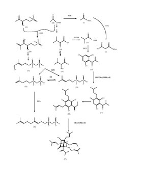 Proposed Hyperforin Biosynthesis.pdf