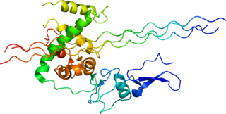 Collagen, type III, alpha 1 protein-coding gene in the species Homo sapiens