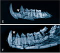 Protoadapis jaw specimens.jpg