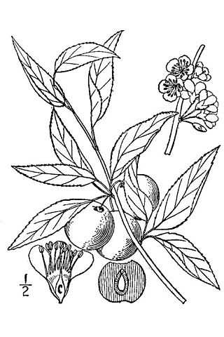 Description de l'image Prunus angustifolia.jpg.