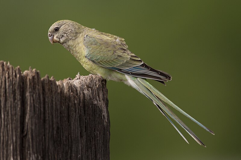 Red-rumped Parrot (Psephotus haematonotus) female, Cornwallis Rd, New South Wales, Australia