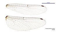 Pseudocordulia circularis female wings (34249224513).jpg