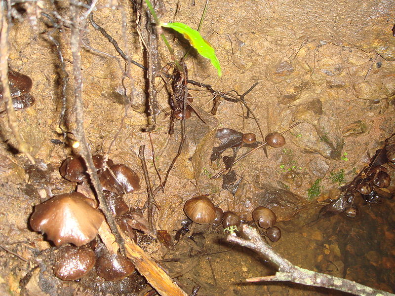 File:Psilocybe laurae1.jpg