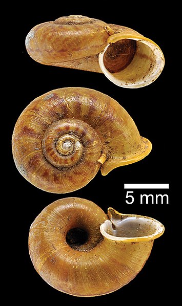 File:Pterocyclos spiramentum (NHMUK 1903.7.1.3082) 01.jpg