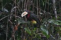 Pteroglossus azara -Cuyabeno Wildlife Reserve, Ecuador-8.jpg